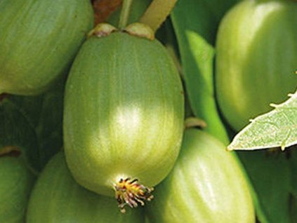 Kiwi 'Hokey Pokey'