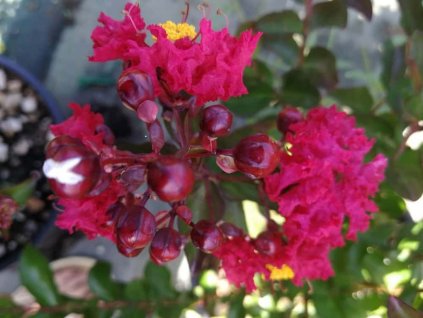 Lagerstroémie 'Rubra Magnifica'  Lagerstroemia indica 'Rubra Magnifica'