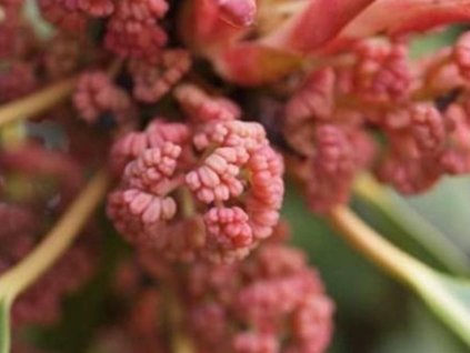 m�ina