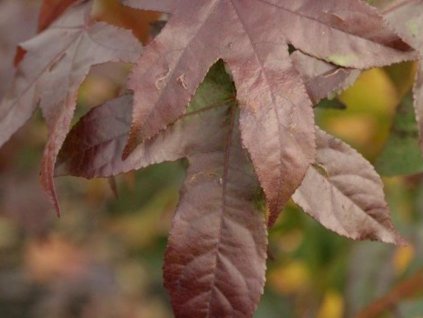 dar autumn