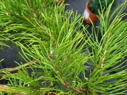 Pinus sylvestris 'Hillside Creeper' (3)