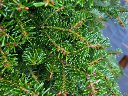 Abies nordmanniana 'Norholstuckl' detail (2)