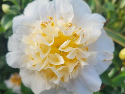 93455 1 kamelie x williamsii jury s yellow