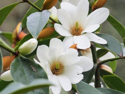 fairy white