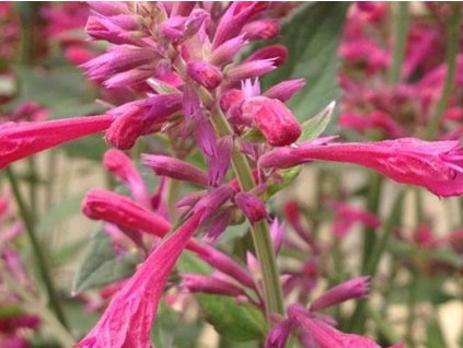 agastache