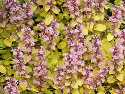Zběhovec plazivý 'Gold Chang' - Ajuga reptans 'Gold Chang'
