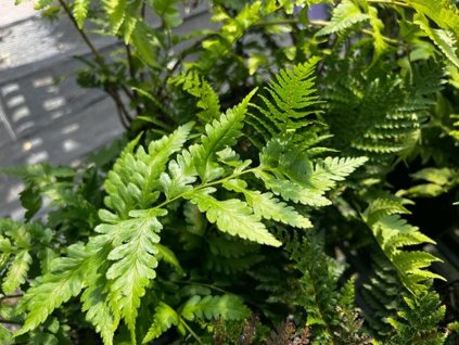 Kapraď coreano montana - Dryopteris coreano montana