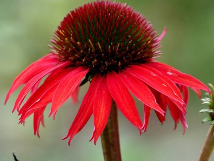 Třapatka 'Fountain Red' - Echinacea 'Fountain Red'