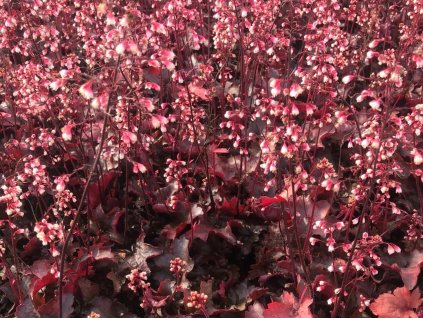 Dlužicha 'Fire Chief' -'Heuchera 'Fire Chief'