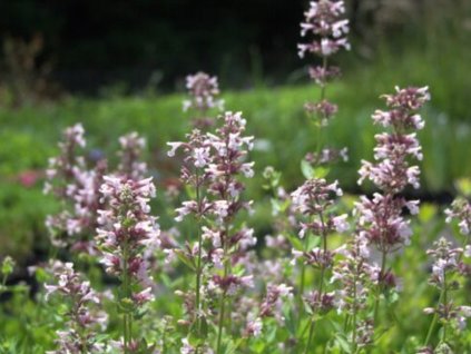 Šanta velkokvětá 'Dawn to Dusk' - Nepeta grandiflora 'Dawn to Dusk'