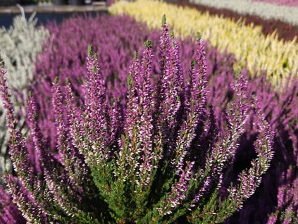 Calluna vulgaris Renate (1)