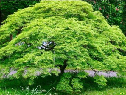 Javor dlanitolistý var. dissectum 'Emerald Lace'