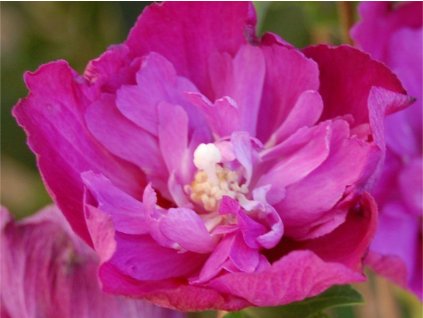 Ibišek syrský 'Purple Ruffles'  Hibiscus syriacus 'Purple Ruffles'
