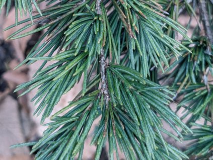 Cedr himalájský 'Divinely Blue'