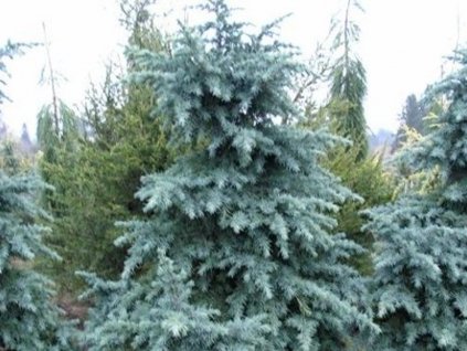 Cedr himalájský ´Divinely Blue´