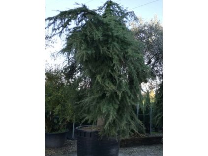Cedr himalájský 'Pendula'