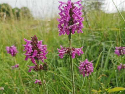 Čistec lékařský - Stachys officinalis