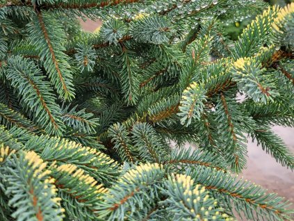 Picea mariana 'Aureovariegata' (2)