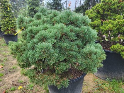 Pinus sylvestris 'Wittichenau' (2)