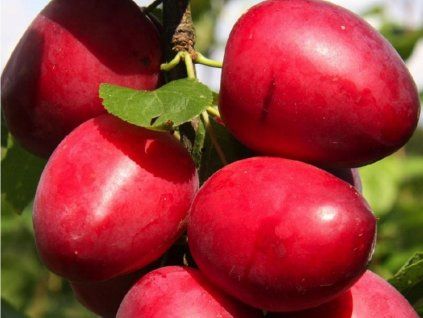 Mirabelka 'Ruby' - kontejner  Prunus domestica subsp. syriaca 'Ruby'