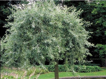 pendula2
