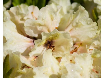 Rhododendron Fryderyk (2)