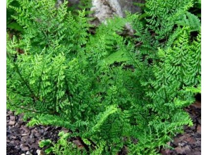 lepidota