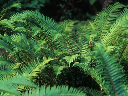 Kapradina munitum - Polystichum munitum