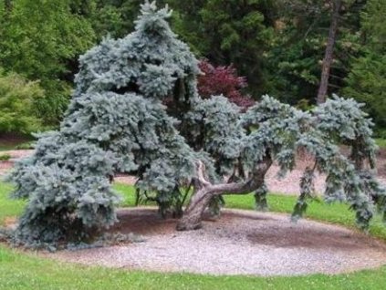 smrk pichlav� pendula