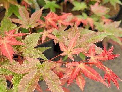 Javor dlanitolistý 'Beni-Maiko'