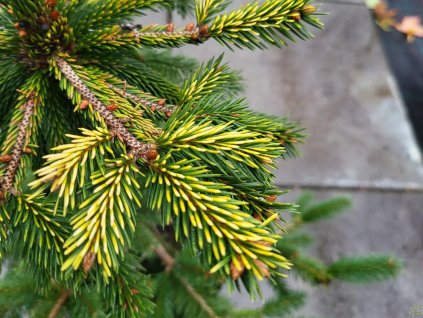 Picea abies 'Acrocona Golden' (3)