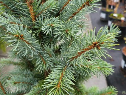Picea pungens 'Fastigiata SDL2' (2)