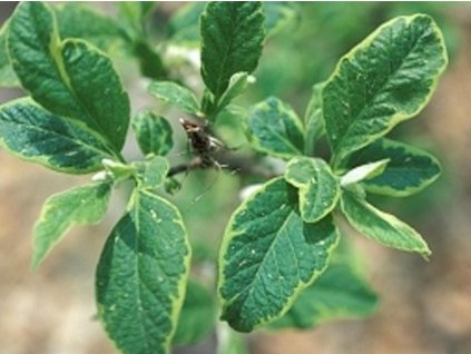 hal�zie variegata