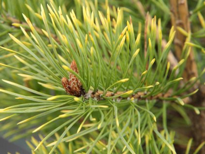 Borovice lesní 'Bialogon'