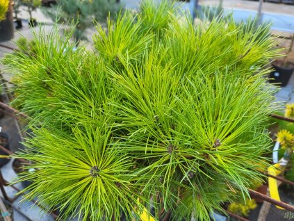 Pinus densiflora 'Pendwick' (1)