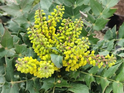 Mahónie střední 'Winter Sun'  Mahonia media 'Winter Sun'