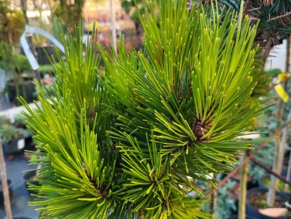 Borovice Heldreichova �Aphrodite� (Balen� kontejner C12, Tvar roubov�no na km�nku, 90-105 cm, pr�m�r koruny 20-30 cm)