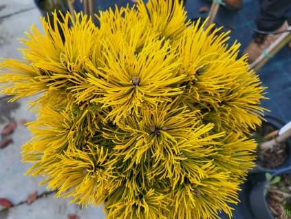 Pinus mugo 'Nana Balcanica Aurea' (1)