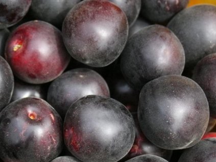 Meruňka černá 'Kubanskij Chernyj'