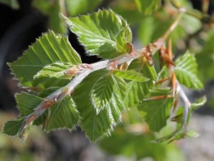 fagus