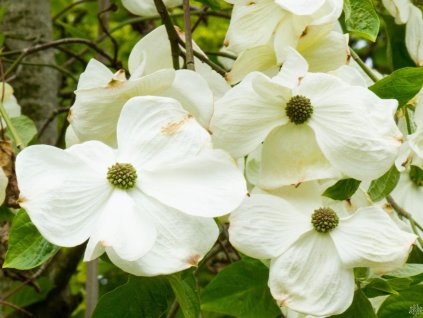 Cornus nuttalii (1)