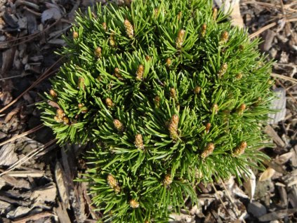 Borovice blatka 'Ježek'