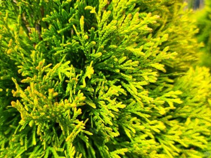 Thuja occidentalis 'Golden Smaragd' (1)