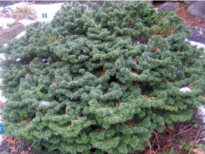 Jedle balzámová 'Nana'