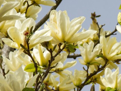 Magnolia Yellow River (1)