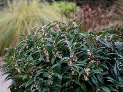 Masoplodka nízká 'Winter Gem'
