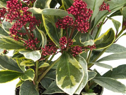 Skimmia japonica Perosa (3)