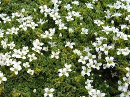 Písečnice čtyřplátečná - Arenaria tetraquetra