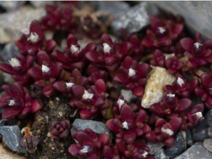 Kosmatec horský - Delosperma cf. alpinum