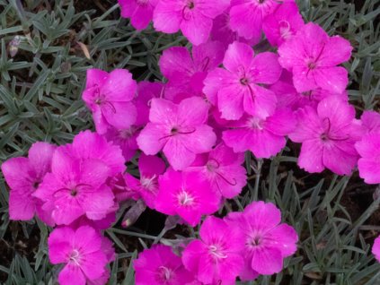 96998 hvozdik babi lom dianthus babi lom